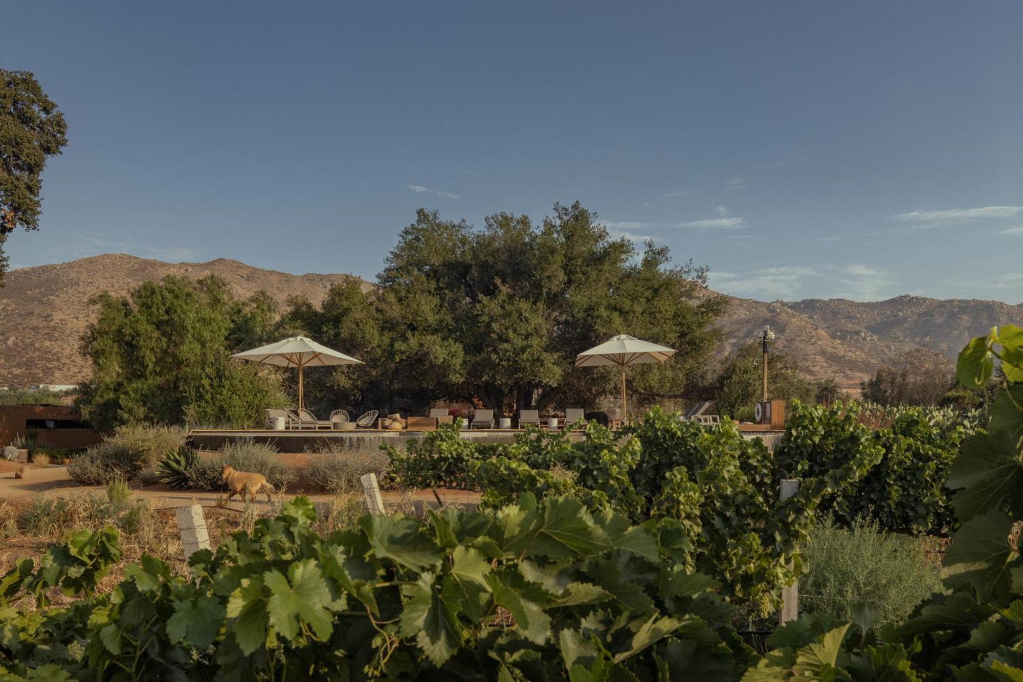 Bruma Wine Resort Valle de Guadalupe Luaran gambar